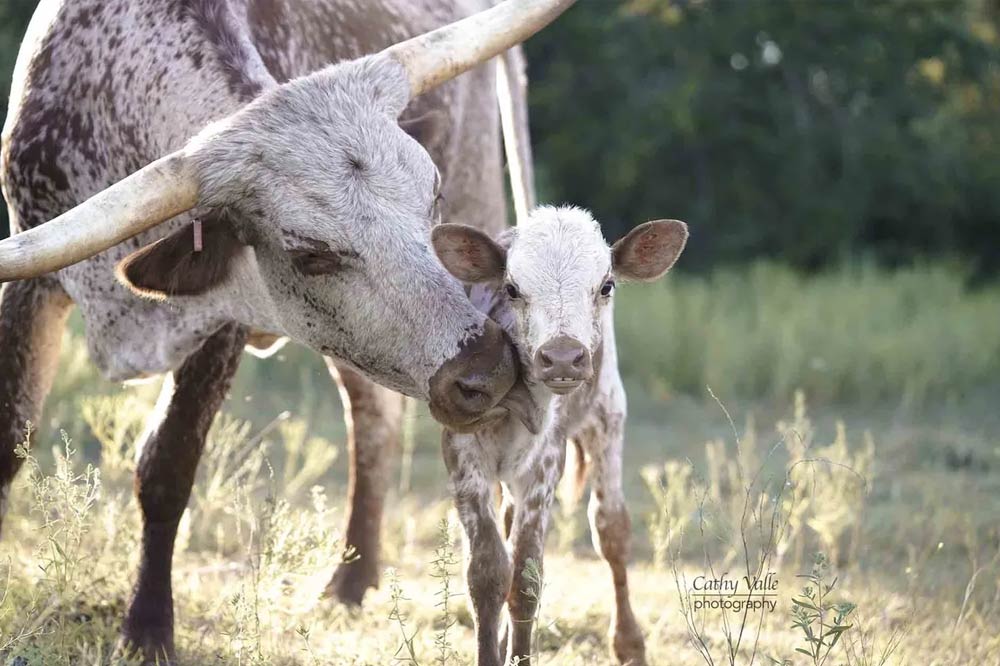 Longhorn cattle with calf