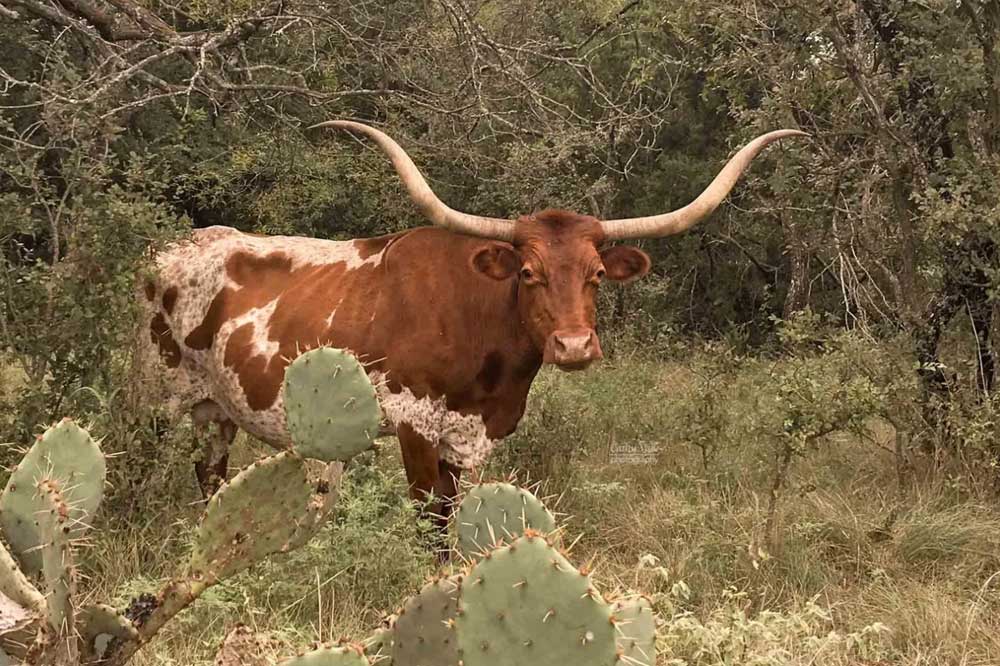 texas-longhorn-cattle-history