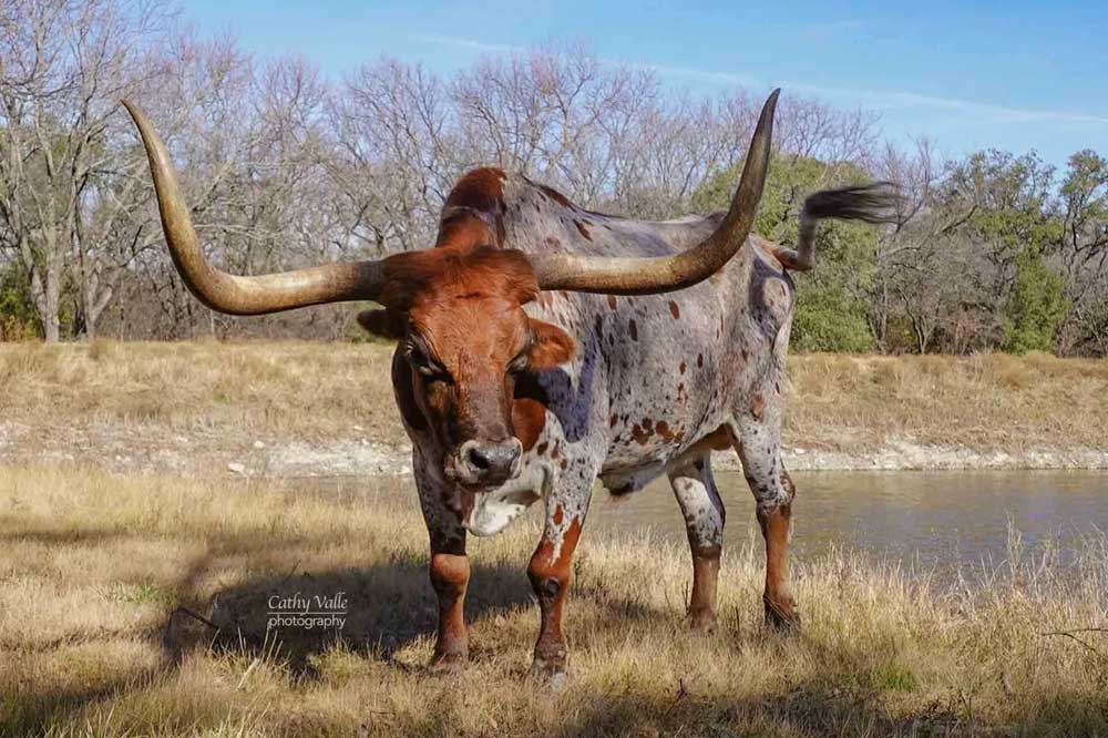 texas longhorn cattle history
