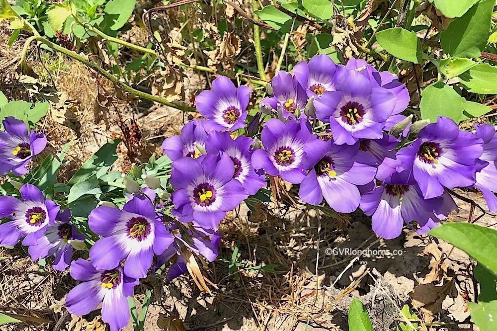 Texas bluebonnets