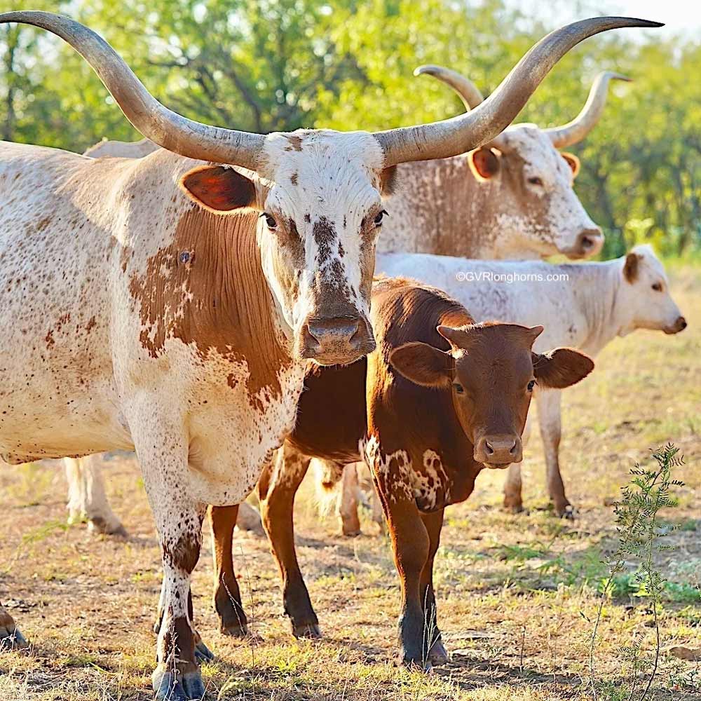 raise-texas-longhorn-cattle