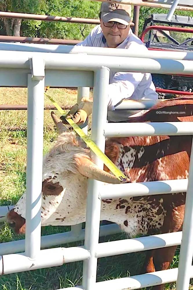 raise-texas-longhorn-cattle