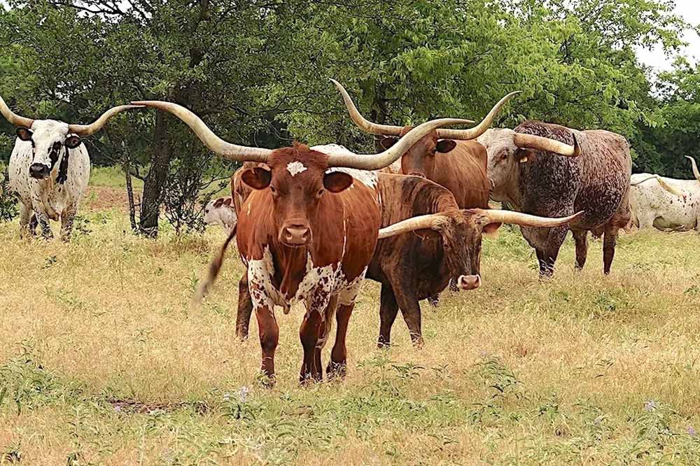 raise-texas-longhorn-cattle