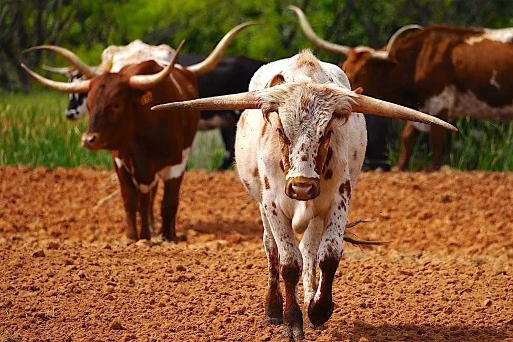 raise-texas-longhorn-cattle