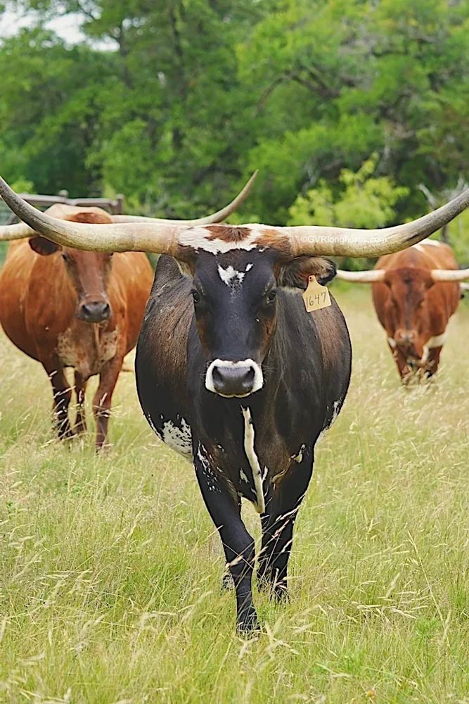 raise-texas-longhorn-cattle