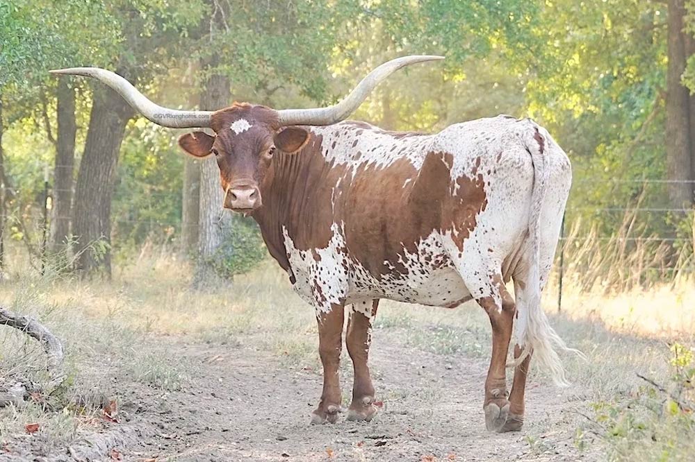 raise-texas-longhorn-cattle