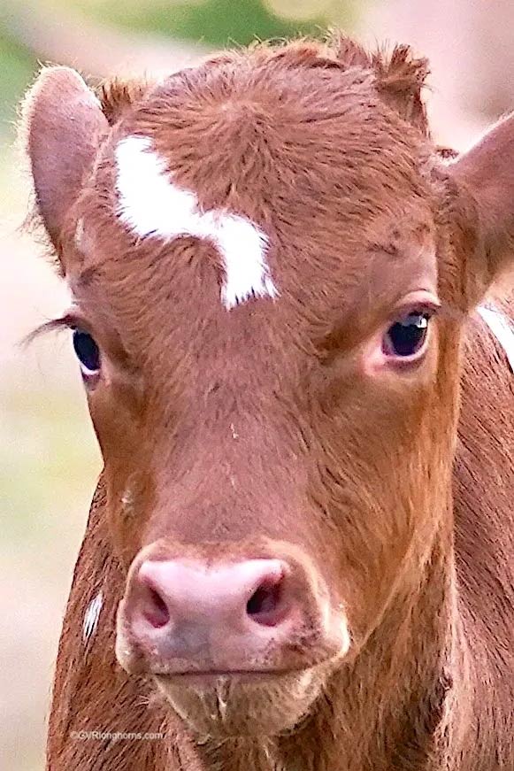 texas-longhorn-calf