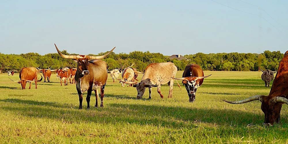 raise-texas-longhorn-cattle