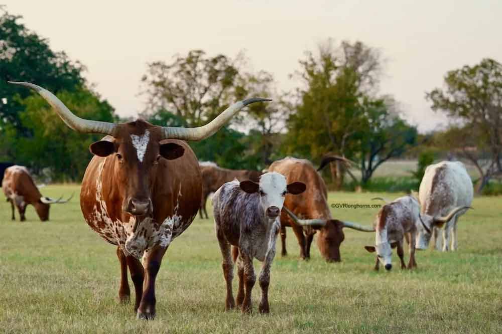 Texas longhorn cattle in a field