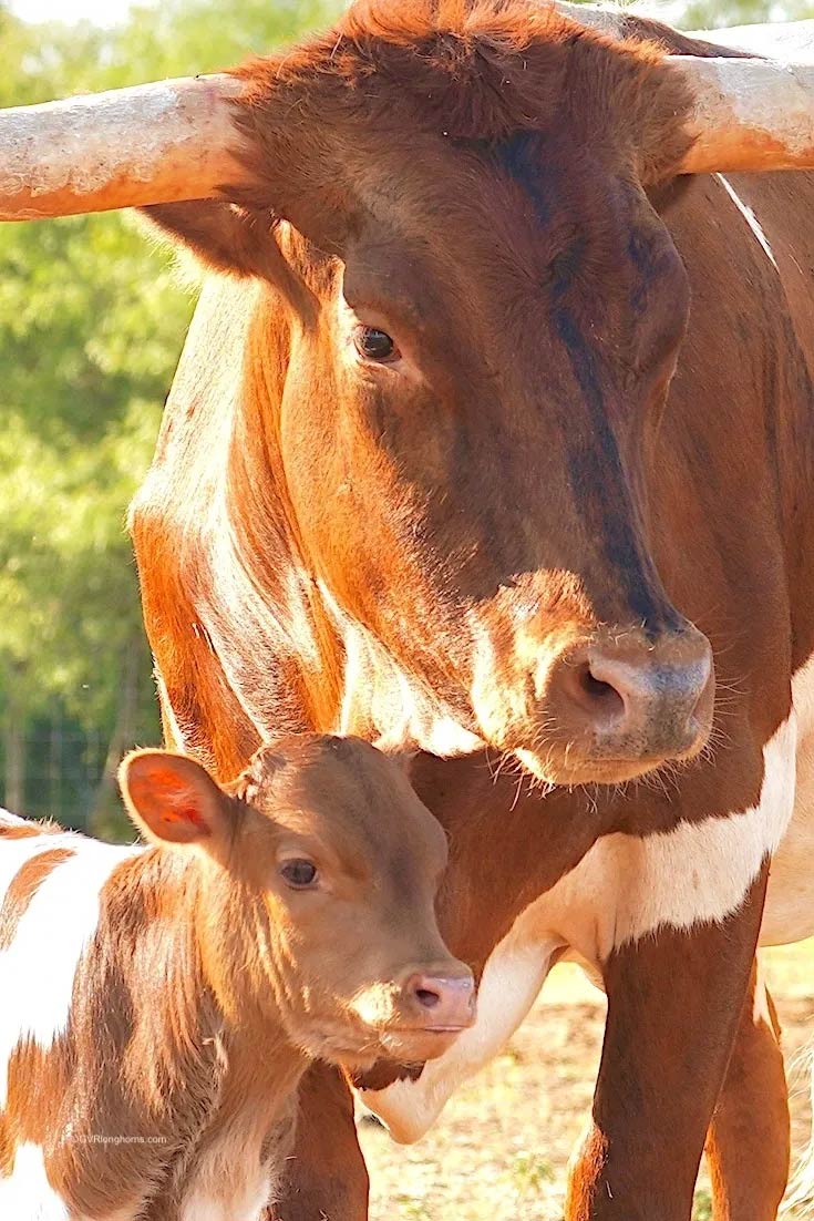 Texas-longhorn-calf-with-cow