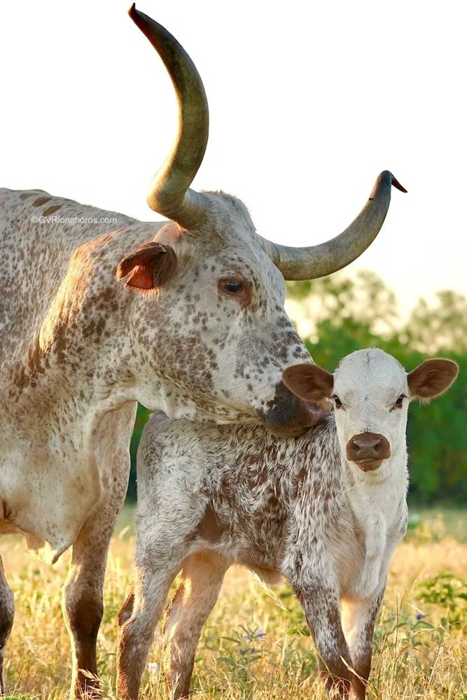 Texas-longhorn-calf-with-longhorn-cow