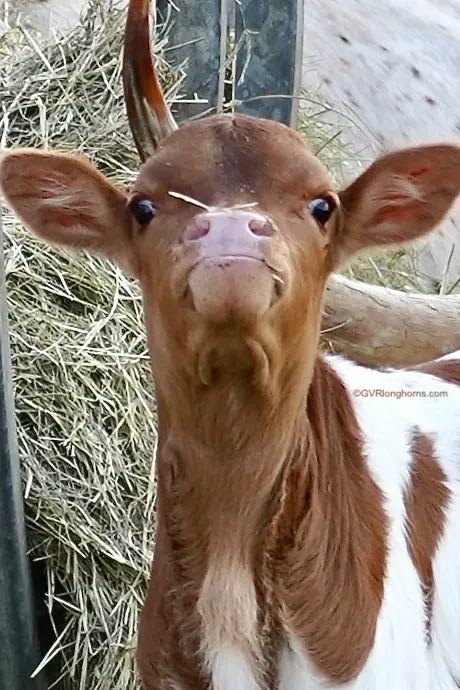 Texas-longhorn-calf