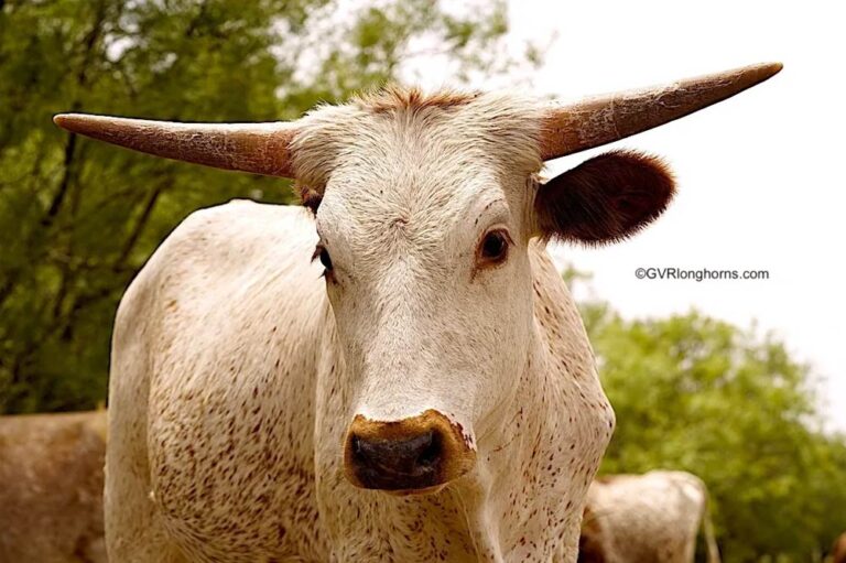Texas Longhorn Cattle Cost HOW MUCH? GVR Longhorns LLC