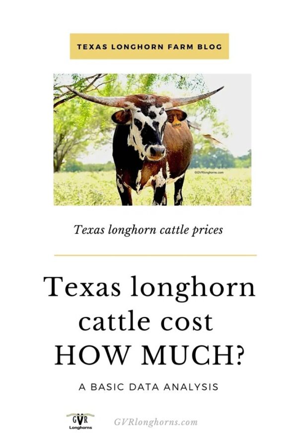 Texas Longhorn Cattle Cost HOW MUCH? GVR Longhorns LLC