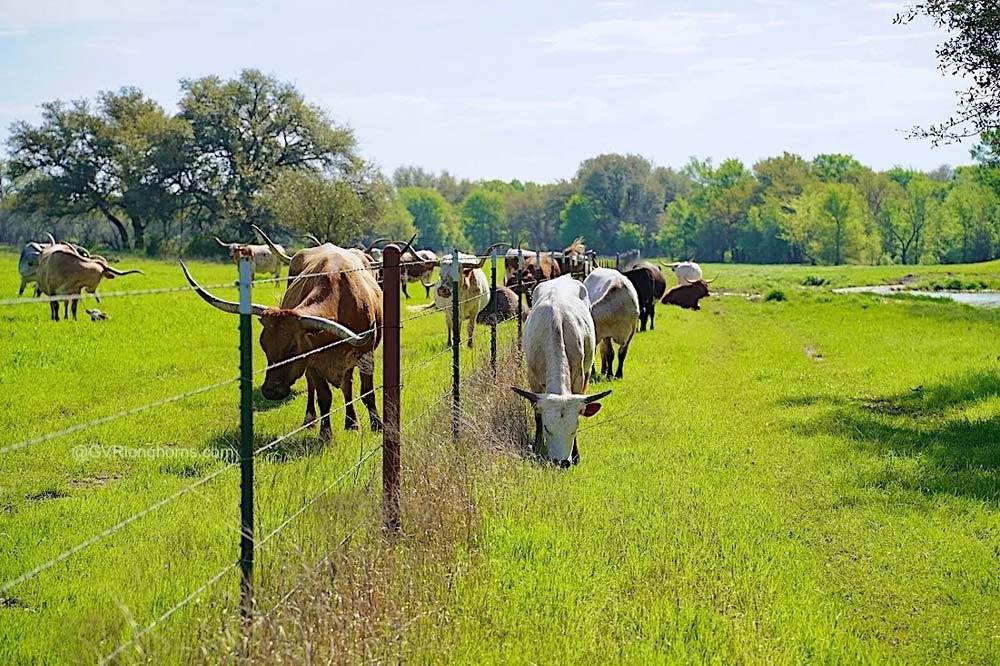 Texas longhorn heard