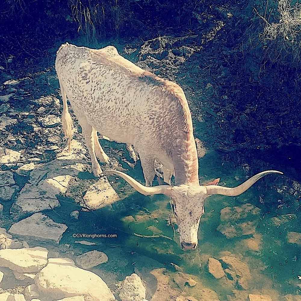 texas longhorn cow in creek
