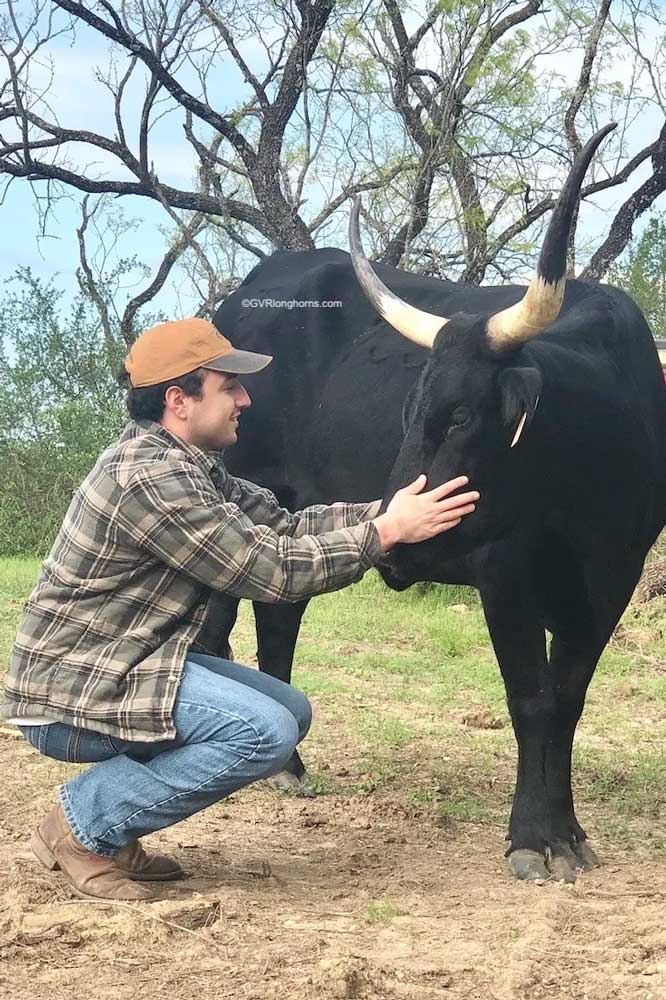 Man next to longhorn cattle