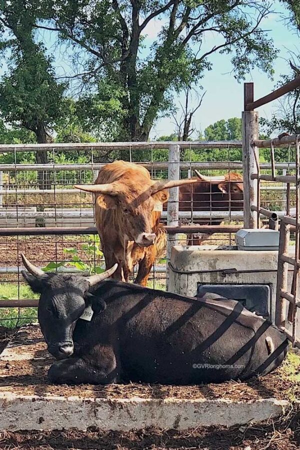Are Texas Longhorn Cattle Dangerous? GVR Longhorns LLC
