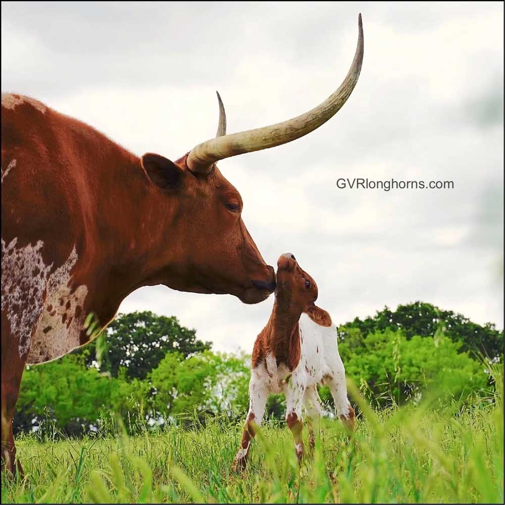 texas longhorn cow with calf