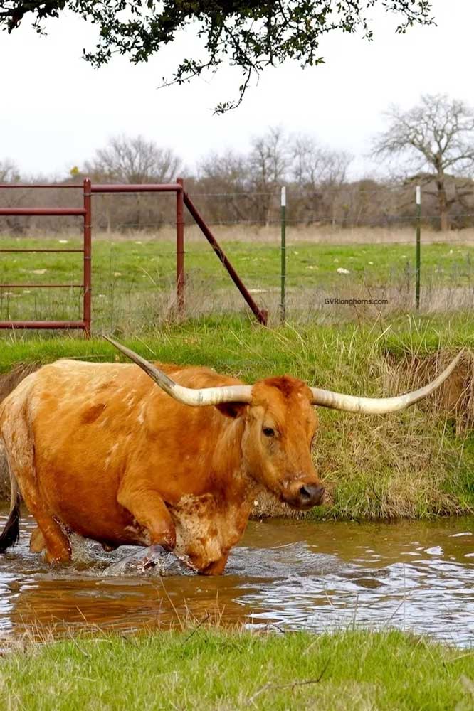 Carley's Dream - Sold Texas Longhorn cow