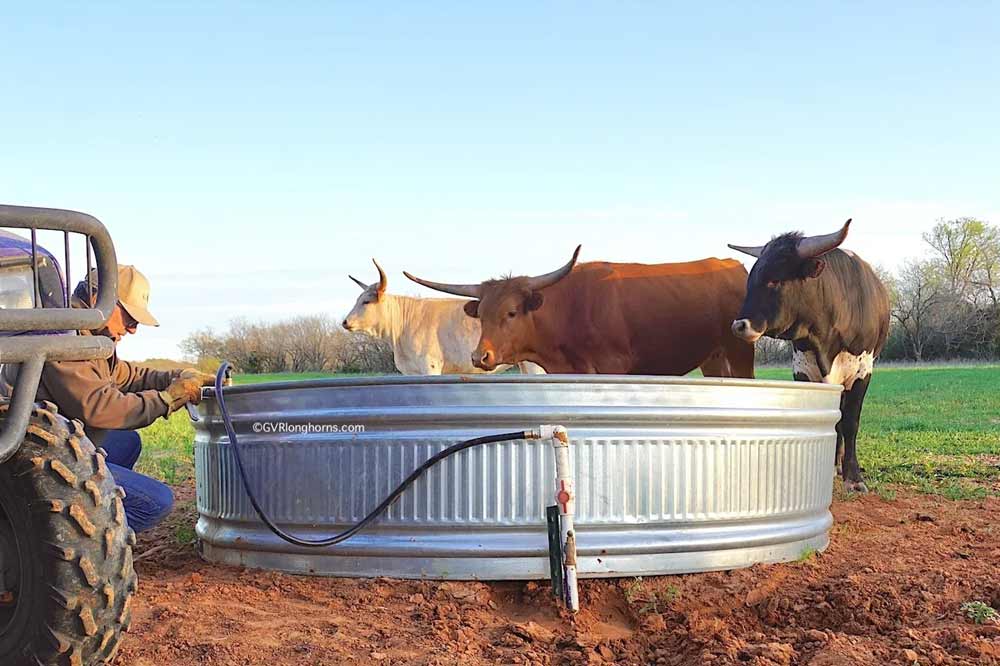 Longhorn cattle in a tab