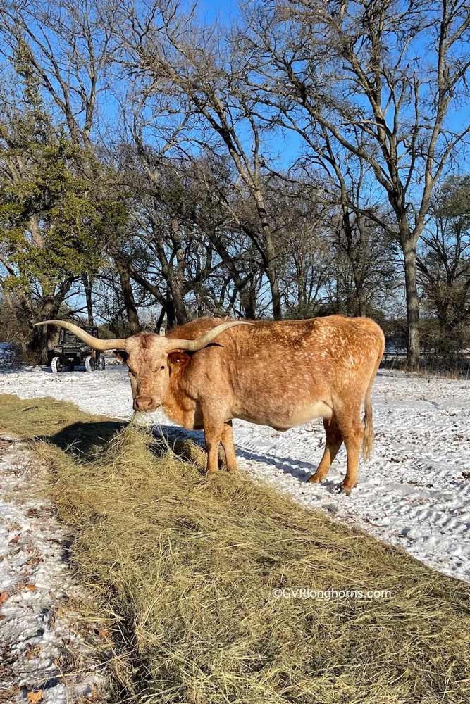 gvr-longhorns-post-img-35