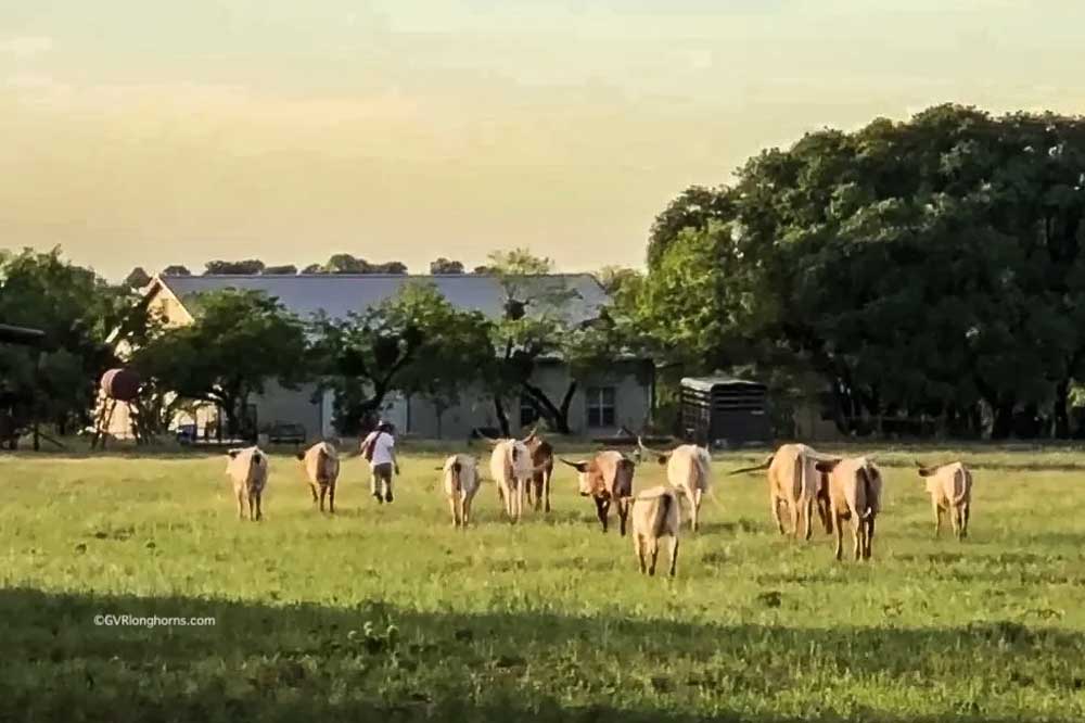 A walk in the park - literally - with our happy heifers