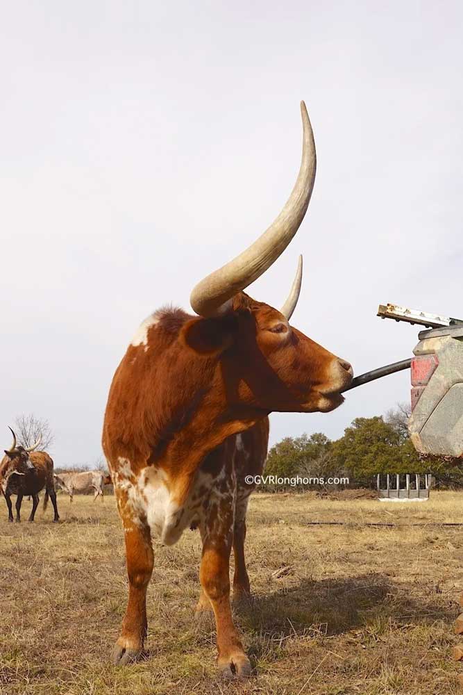 gvr-longhorns-post-img-58