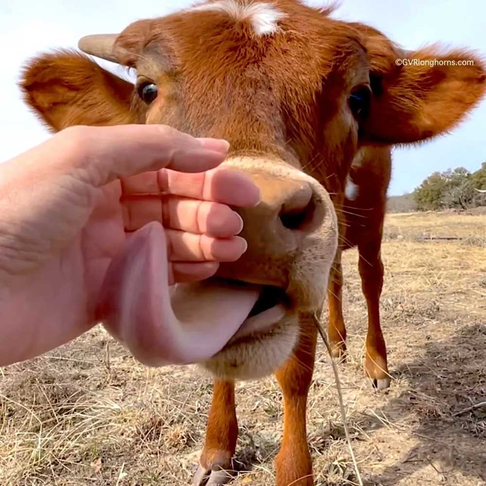 Longhorn cattle licking human hand