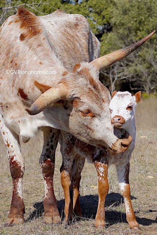 gvr-longhorns-post-img-70