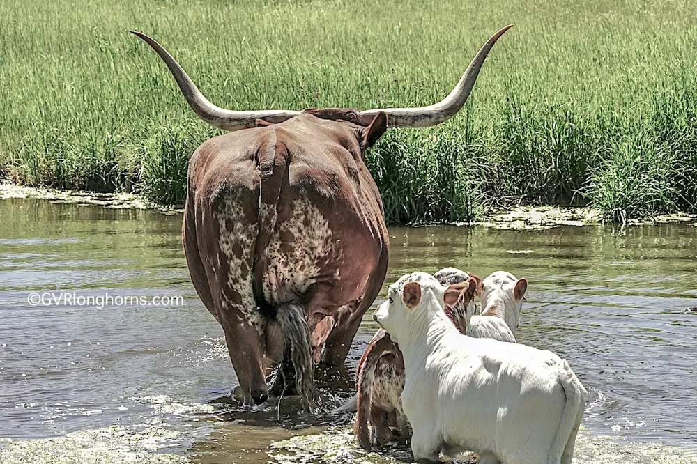 gvr-longhorns-post-img-74