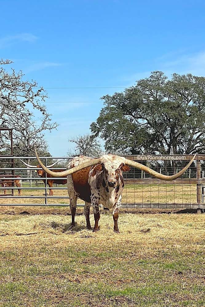 gvr-longhorns-post-img-80