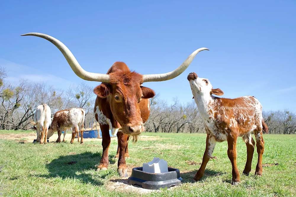 Texas longhorn horns
