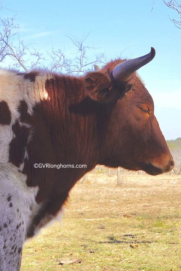 Texas Longhorn HORNS evolution revolution!! GVR Longhorns LLC