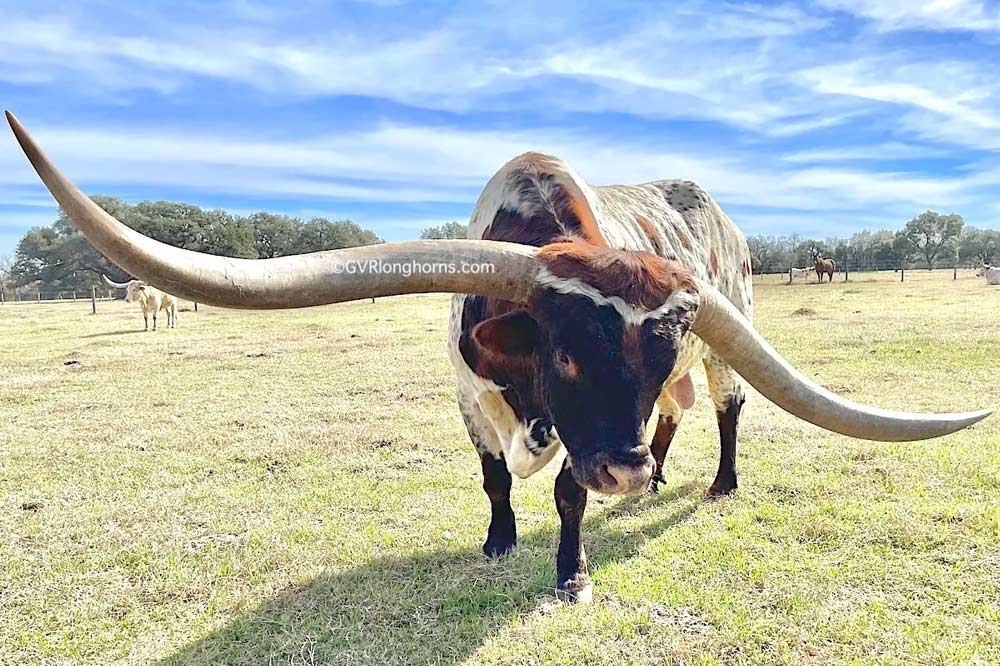 Texas longhorn HORNS - evolution revolution!! - GVR Longhorns LLC