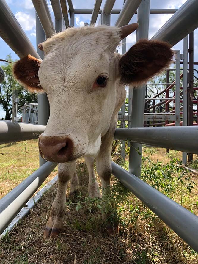 cute texas longhorn calf