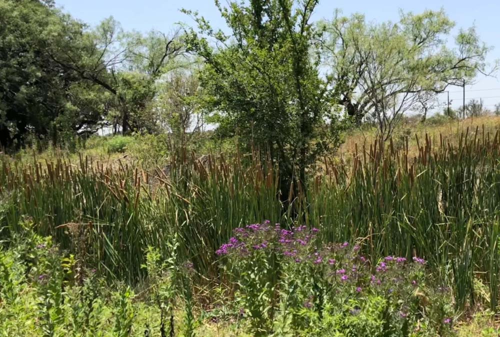 gvrlonghorns,gvrlonghorns.com,longhorn cattle, longhorn cattle for sale, Longhorns, Texas , Texas Longhorns