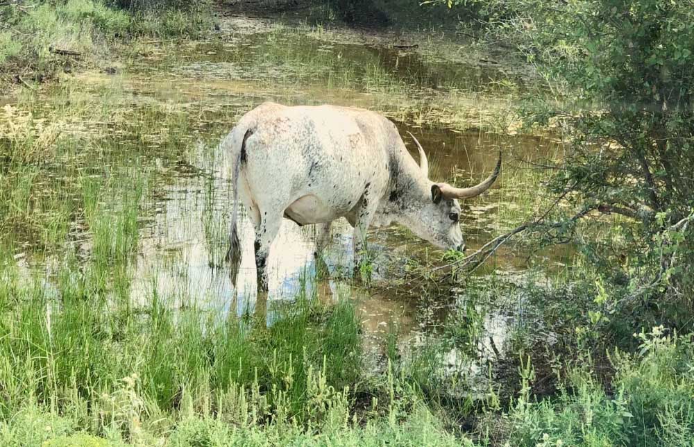 gvrlonglongs,gvrlonghorns.com,longhorn cow, longhorn cattle, longhorn cattle for sale