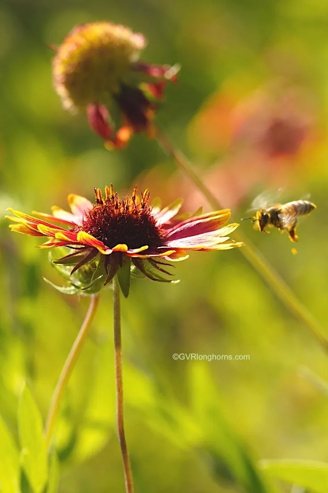 indian blanket flower, Texas wildflowers, Wildflowers,Firewheel