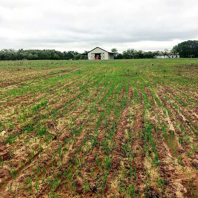 Texas longhorn cattle pasture