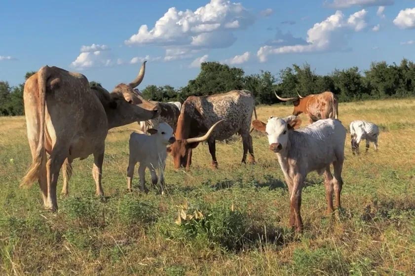 raising farm animals for profit, texas longhorn cow for sale, country life,