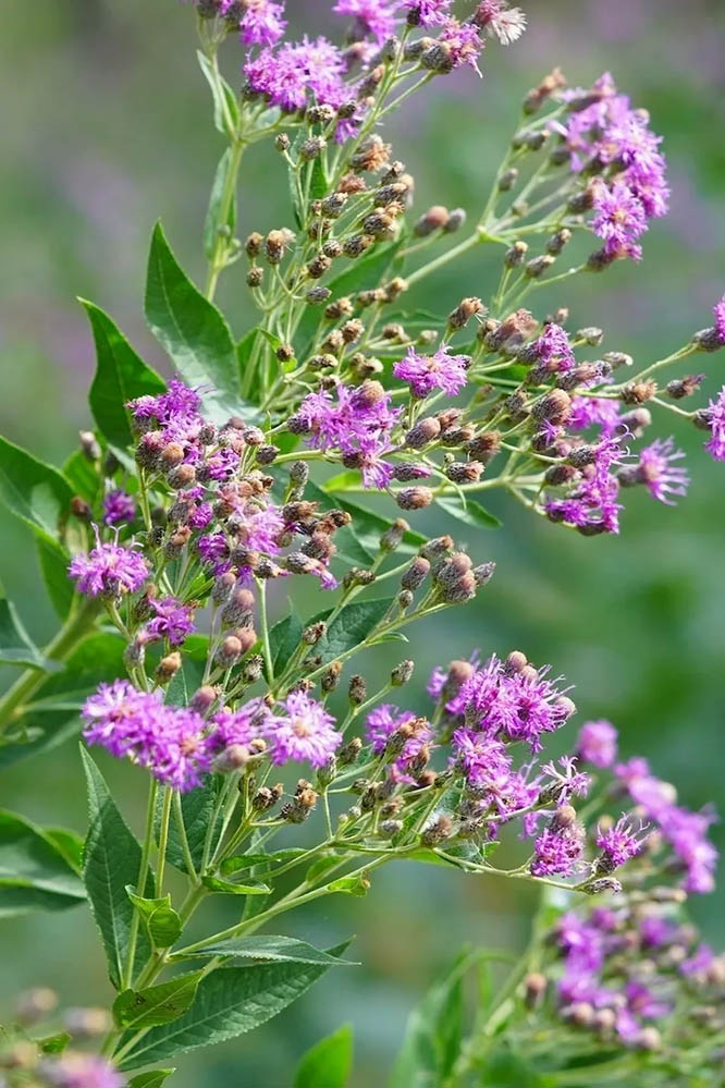 western Ironweed at GVR longhorns.com