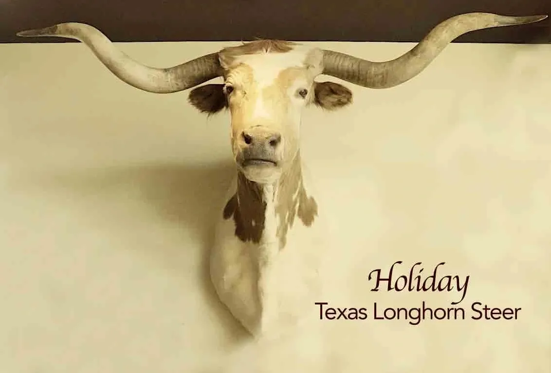 Longhorn steer mounted on wall