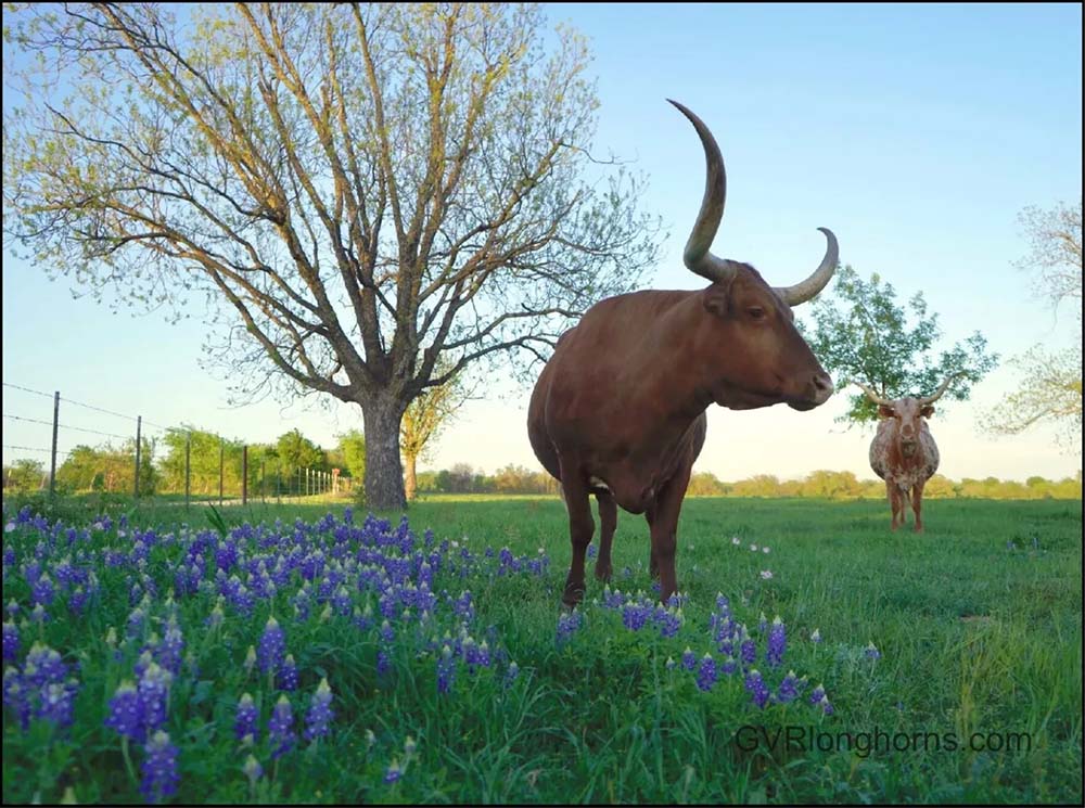 Wildflowers of Texas