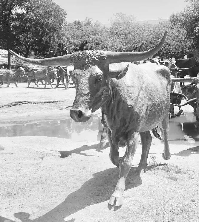 17 Fun Facts The Texas Longhorn Cattle Breed And Its History