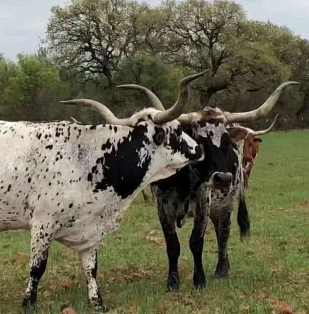 Texas longhorn cattle