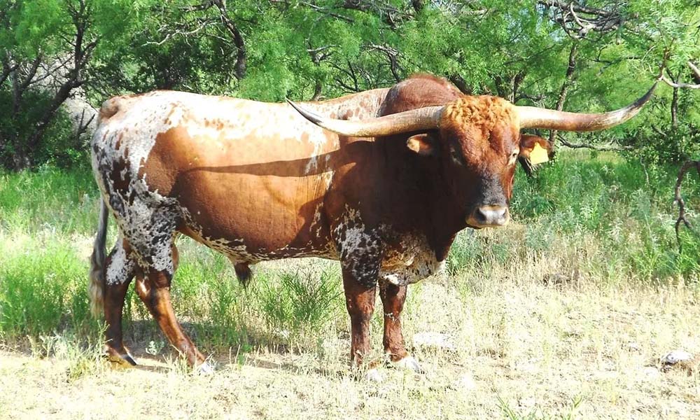 texas longhorn bull