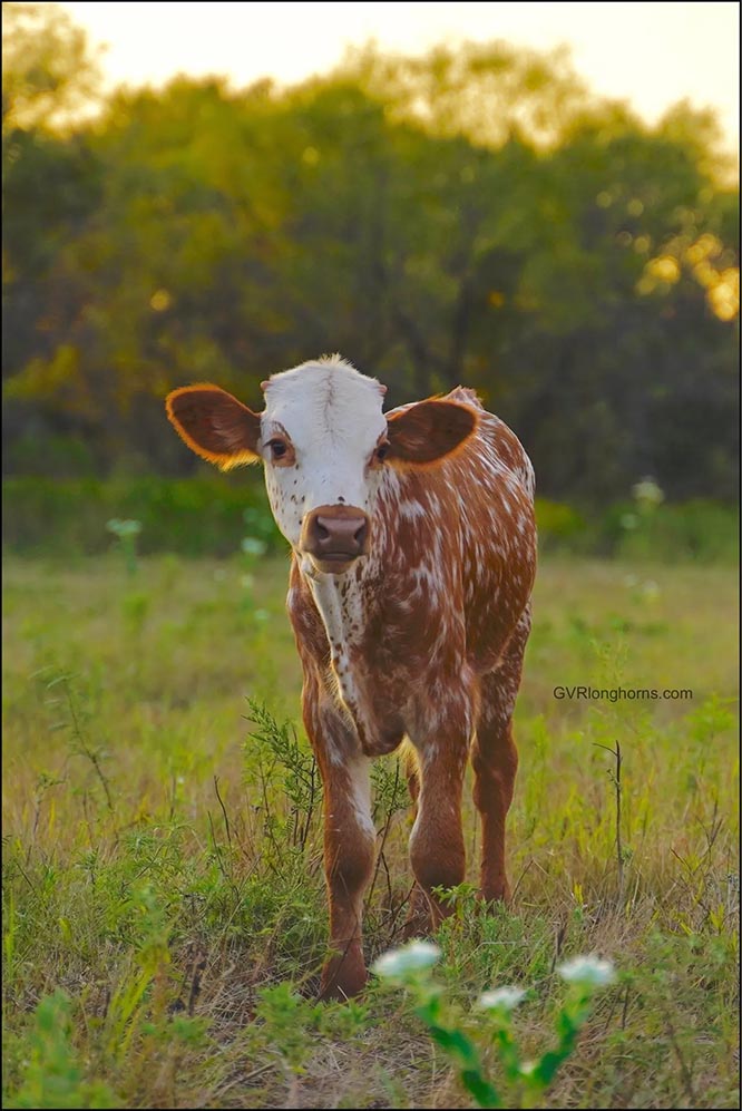 texas longhorn cattle for sale, cute cow pictures, cow photography