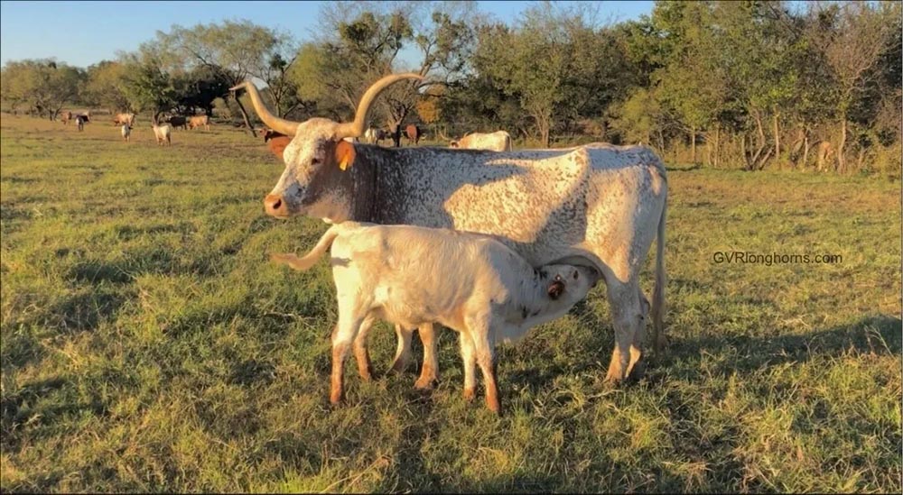 texas longhorn cattle for sale, longhorn cattle pictures, longhorn cow photography