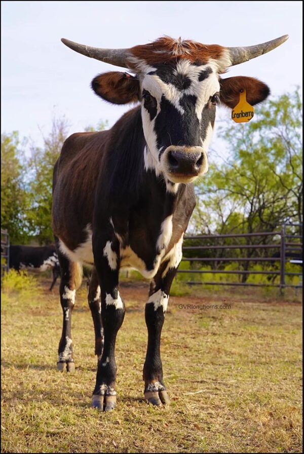 Can You Eat the Texas Longhorn Cattle You Raise? GVR Longhorns LLC